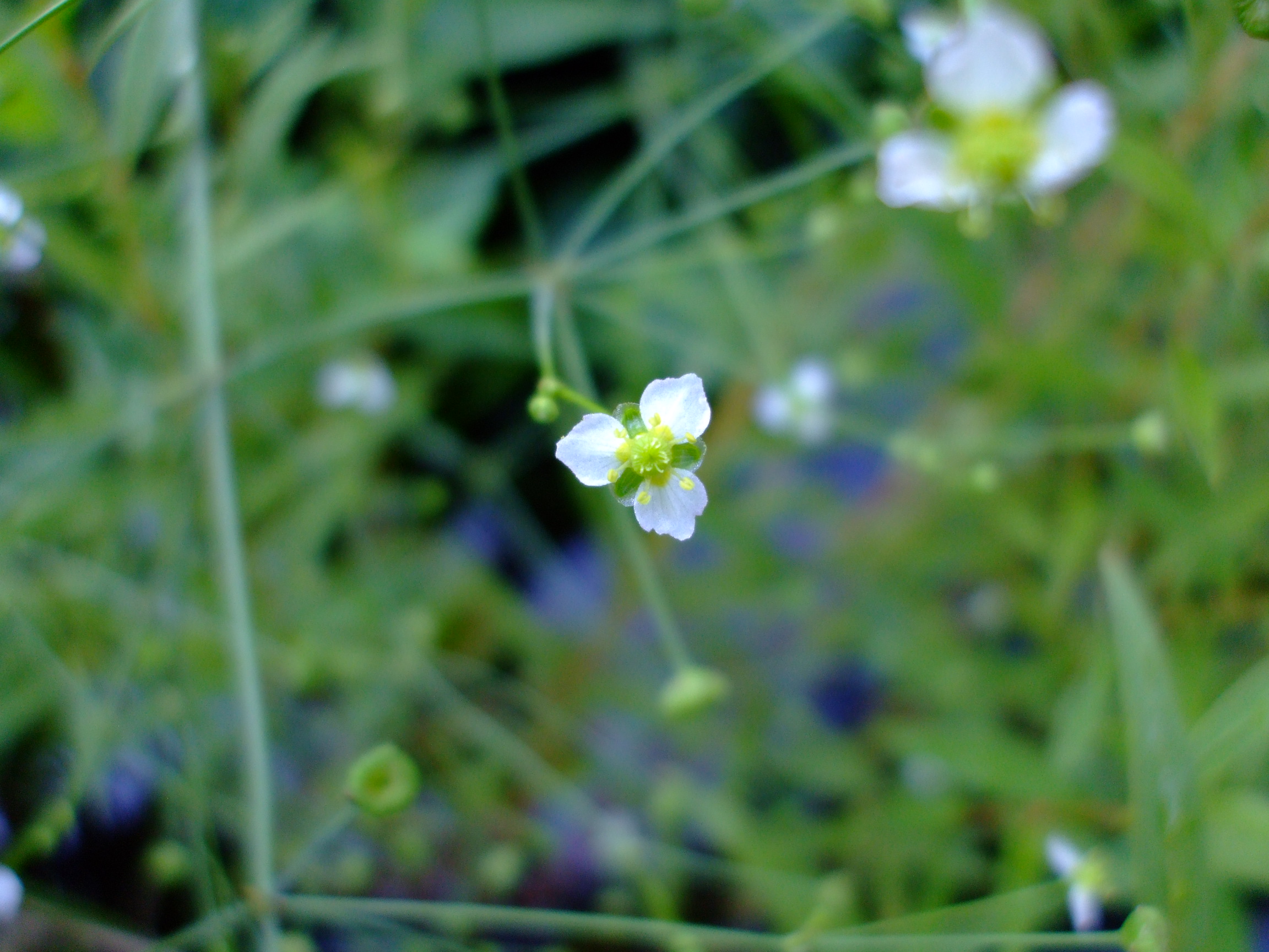 Alisma triviale